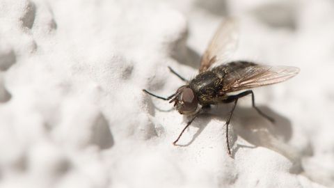 Große Fliegen los werden