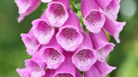 Die lila Glockenblumen blühen in einem Garten, ihre giftigen Merkmale sind in der Natur auffällig.