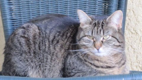 Eine übergewichtige Katze sitzt auf einem Stuhl und schaut ruhig in die Umgebung, umgeben von einem hellen Hintergrund.