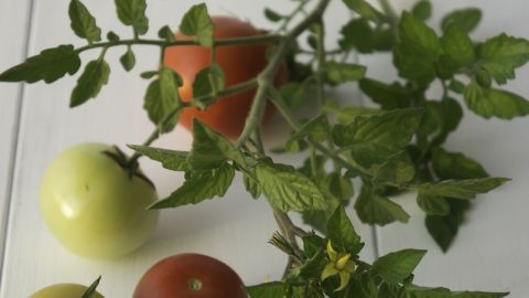 Reife Tomaten und grüne Früchte liegen auf einem weißen Tisch zwischen frischem Grün, das für einen Gartenanblick sorgt.