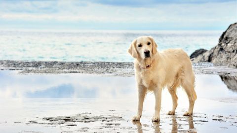 Ein golden retriever steht am Strand, schaut aufmerksam, während sanfte Wellen im Hintergrund ruhen. Ideal für einen Urlaub mit dem Hund.