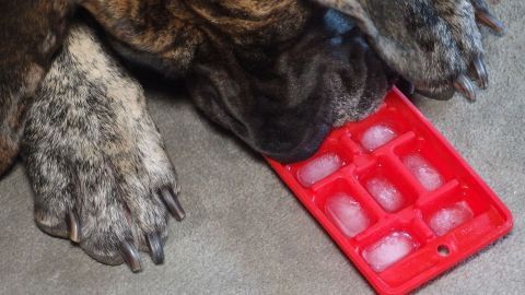 Ein Hund liegt entspannt auf dem Boden und leckt ein rotes Eiswürfelform, um sich im Sommer abzukühlen.