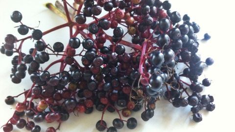Schwarzer Holunderzweig mit saftigen, dunklen Beeren liegt auf einer hellen Oberfläche, bereit zur Verwendung bei Erkältung.