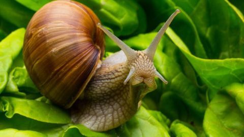 Eine Schnecke kriecht über frisches, grünes Salatblatt, während sie in einem Gartenumfeld Nahrung sucht.