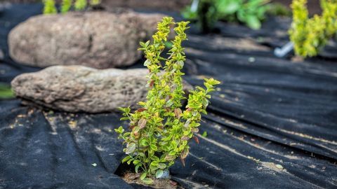 Kleine grüne Pflanzen wachsen durch schwarze Folie, während Steine als natürliche Barriere im umweltfreundlichen Garten dienen.