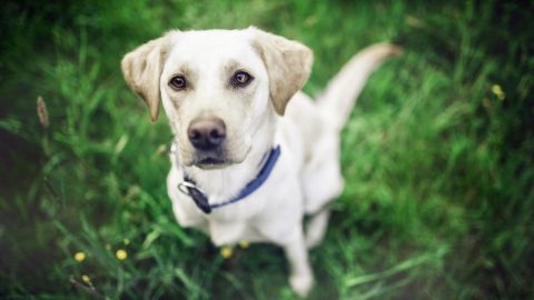 Ein gelber Hund sitzt aufmerksam auf grünem Gras, während er in die Kamera schaut und auf ein Kommando wartet.