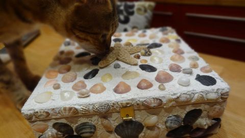 Eine dekorierte Muschelschatulle steht auf einem Tisch, während eine neugierige Katze daran schnuppert.
