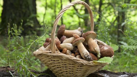 Ein geflochtener Korb mit frisch gesammelten Pilzen steht auf einem Baumstamm im Wald, umgeben von grüner Natur.