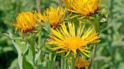 Gelbe Alantblüten stehen in einer Wiese, wo sie in der Sonne blühen und für die Herstellung von Beinwell-Alant-Creme genutzt werden.