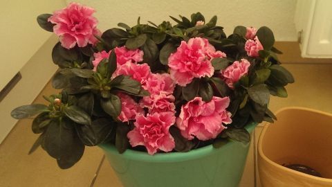 Blühende Azaleen in einem grünen Blumentopf zeigen, wie wichtig das richtige Wässern für ihre Pflege ist.