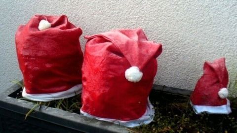 Rote Nikolausmützen schützen Stauden im Garten vor Frost, auf einem erhöhten Pflanzkübel neben einer hellen Wand.
