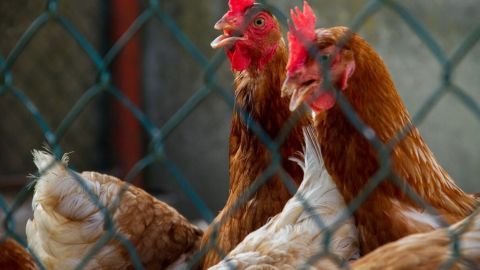Hühner stehen hinter einem Zaun und wirken aufmerksam, während die Vogelgrippe H5N8 sich ausbreitet.
