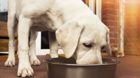 Hund kratzt sich, hat aber keine Flöhe