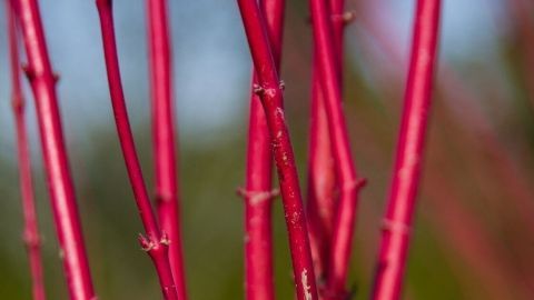 Rote Zweige stehen aufrecht im Freien, strahlen Frische aus und sind ideal für ganzjährigen Zweigschmuck vor der Haustür.