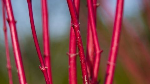 Günstiger Ganzjahres-Zweigschmuck vor der Hausstüre