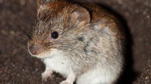 Eine Wühlmaus sitzt auf der Erde und schaut umher, umgeben von fruchtbarem Boden, während sie nach Nahrung sucht.