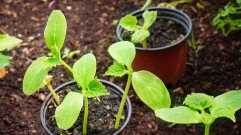 Töpfe mit jungen Pflanzen stehen in fruchtbarer Erde, während sie in einem Garten gedeihen und wachsen.
