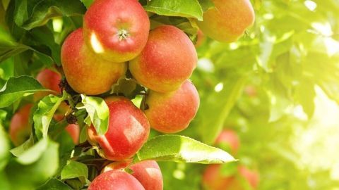 Reife Äpfel hängen an einem Obstbaum, während die Sonne durch das grüne Laub scheint, was die Früchte zum Strahlen bringt.