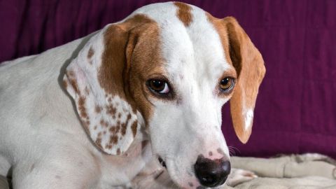 Ein Hund liegt entspannt auf einem Hundebett und schaut neugierig in die Kamera, umgeben von einem gemütlichen Raum.