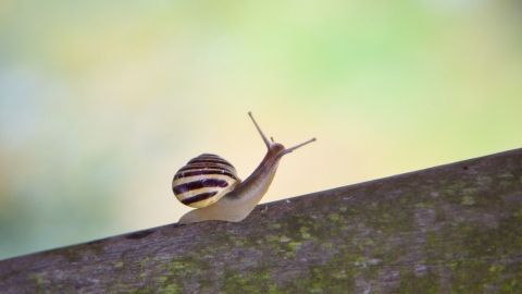 Eine Schnecke kriecht langsam über einen alten, moosbedeckten Holzstamm in einer natürlichen Umgebung.