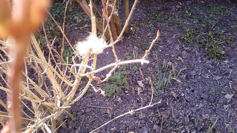 Ein kleiner Ast mit flauschigen Katzenhaaren hängt in einem Garten, während der Boden von braunem Mulch umgeben ist.