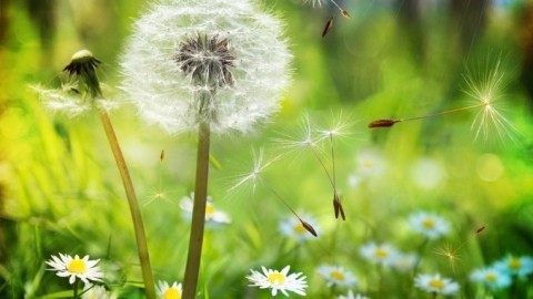 Frühlingszeit = Allergiezeit: Wie kann man sich schützen?