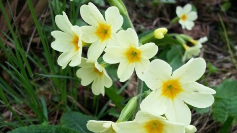 Helle, gelbe Primeln wachsen in einem natürlichen Umfeld mit grünem Gras, symbolisieren die Alternativmedizin und Naturheilkunde.