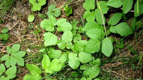 Grüne Giersch-Pflanzen wachsen dicht in einem naturbelassenen Boden, umgeben von trockenem Gras und Erde.