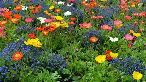 Eine bunte Blumenwiese blüht prächtig mit verschiedenen Farben, umgeben von frischem, grünem Gras.