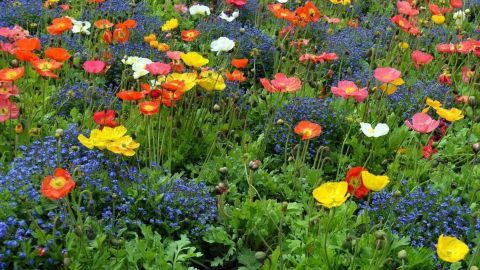 Blumenwiese jetzt anpflanzen