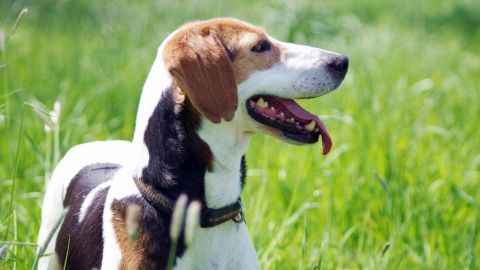 Ein Hund steht in saftigem, grünem Gras und wirkt glücklich, während er frische Luft schnüffelt, was Zecken vorbeugen kann.