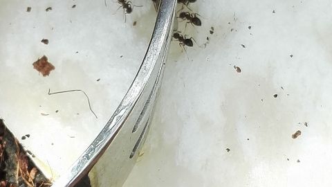 Auf einer halbierten Apfelhälfte krabbeln Ameisen, während ein Besteckstück sie anhebt und das umliegende Erdreich sichtbar ist.