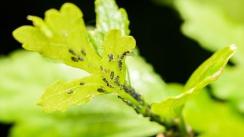 Grüne Blätter zeigen zahlreiche Blattläuse, die sich auf der Pflanze sammeln und schädlich für die Vegetation sind.