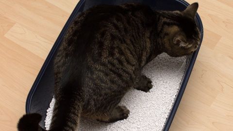 Eine Katze steht in einer Katzentoilette und schnüffelt an der Streu, die auf einem hellen Fußboden liegt.