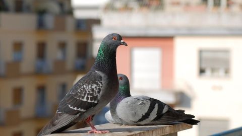 Zwei Tauben stehen auf einem Balkon, während im Hintergrund Wohngebäude sichtbar sind, was das Einnisten nahelegt.