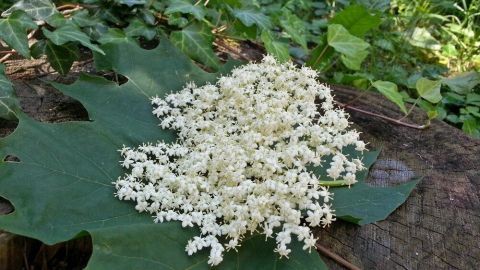 Weiß blühende Holunderblüten liegen auf einem großen grünen Blatt im Wald, umgeben von weiteren Pflanzen und Natur.