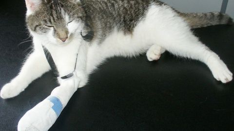 Eine Katze mit einem Verband an der Pfote liegt entspannt auf einem schwarzen Boden und bereitet sich darauf vor, ihn abzuschütteln.