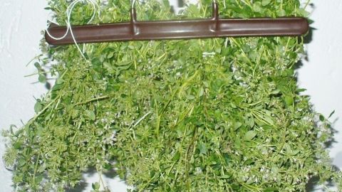 Frische Kräuter hängen an einem Bügel, um an einem trockenen Ort für die weitere Verwendung getrocknet zu werden.