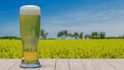 Ein Glas Bier steht auf einem Holztisch, während ein blühendes Feld im Hintergund und ein blauer Himmel sichtbar sind.