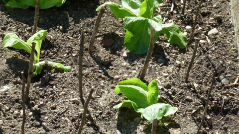 Mithilfe von kleine Zweigen lässt sich neu angepflanztes Gemüse schützen. Gemüsebeet mit jungen Pflanzen, die von abgestoßenen Ästen umgeben sind, um Katzen fernzuhalten.