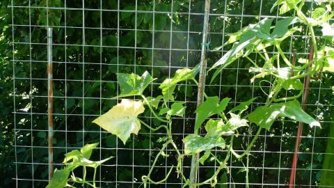 Ein Rankgitter aus Estrichmatten stützt hochgewachsene Pflanzen in einem Gartenbeet und schafft ein harmonisches Wachstum.