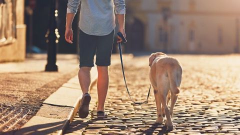 Ein Mann geht mit seinem Hund auf einer sonnigen Stadtstraße, umgeben von historischen Gebäuden und Pflastersteinen.