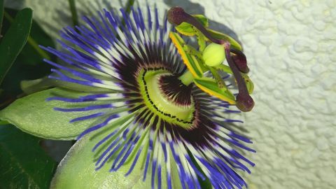 Eine Passionsblume mit blauen und grünen Blütenblättern steht in einem hellen Raum, während eine kleine grüne Froschfigur darauf sitzt.