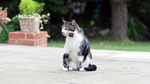 Eine Katze sitzt auf einer Terrasse, beobachtet die Umgebung und könnte potenziell mit Katzenurin Probleme verursachen.