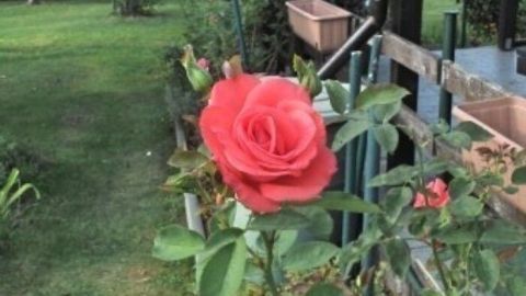 Eine rote Rose blüht lebhaft im Garten, umgeben von gepflegten Pflanzen und einer ruhigen, grünen Landschaft.