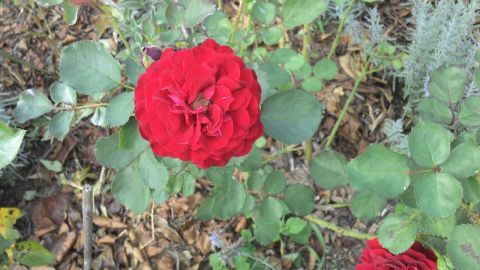 Eine rote Rose öffnet sich in einem Garten, umgeben von grünen Blättern und Erde, symbolisiert Pflege und Schönheit.