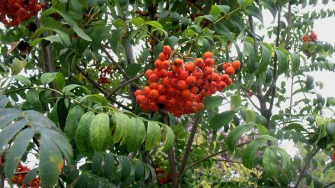 Leuchtend rote Vogelbeeren wachsen in Trauben an einem grünen Baum, umgeben von dichtem Laub im Freien.