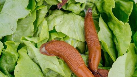 Nacktschnecken aufsammeln