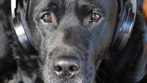 Ein schwarzer Hund mit Kopfhörern liegt entspannt auf einem Stuhl, umgeben von einer ruhigen Wohnzimmeratmosphäre.