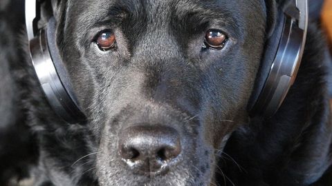 Stressfreies Silvester für deinen Hund und die Familie